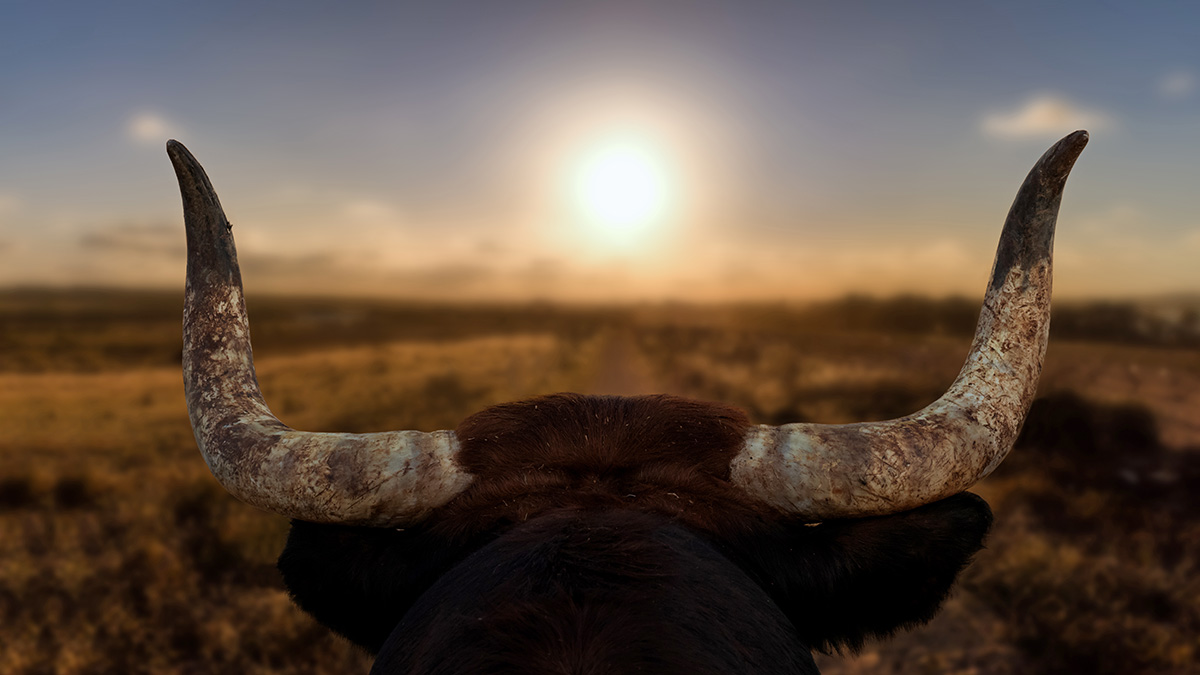 US stocks, technology stocks, S&P 500 rally - is this the start of a bull run?